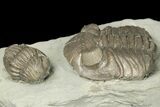 Two Eldredgeops Trilobite Fossils - Silica Shale, Ohio #188875-2